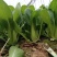 耐抽苔冬油8号青梗菜种子优质高产抗病耐抽商品性佳农家冬春
