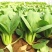 耐抽苔冬油8号青梗菜种子优质高产抗病耐抽商品性佳农家冬春