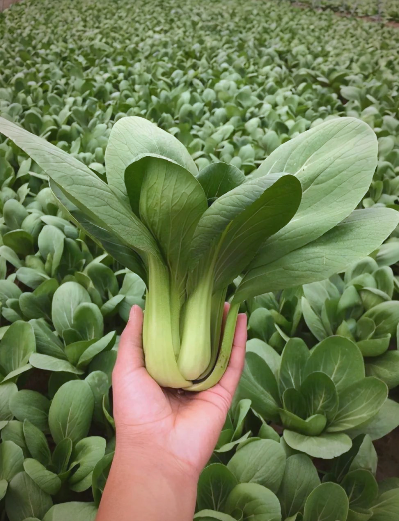 耐抽苔冬油8号青梗菜种子优质高产抗病耐抽商品性佳农家冬春