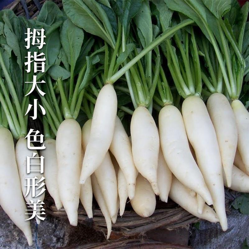 兰溪小萝卜种子腌制泡菜专用特产白萝卜籽种拇指萝卜种孑