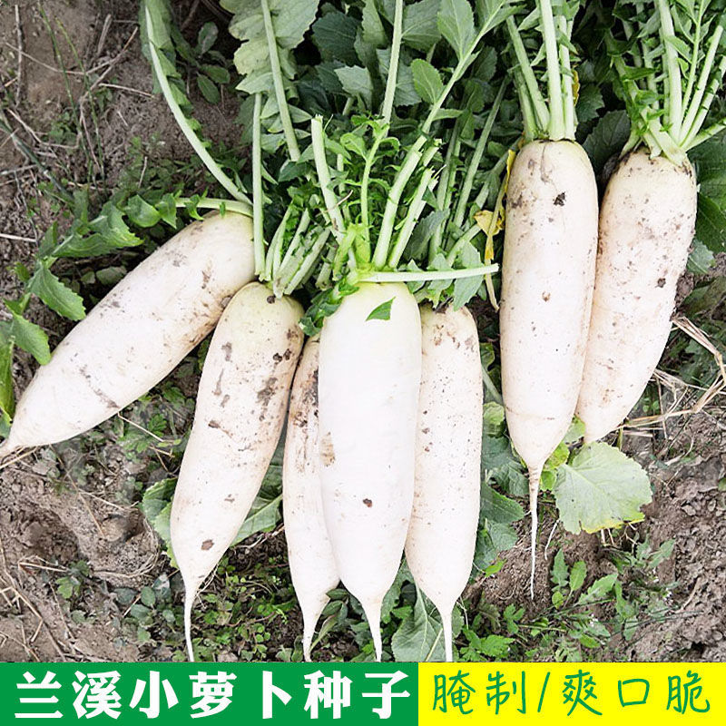 兰溪小萝卜种子腌制泡菜专用特产白萝卜籽种拇指萝卜种孑