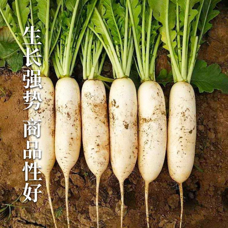 兰溪小萝卜种子腌制泡菜专用特产白萝卜籽种拇指萝卜种孑
