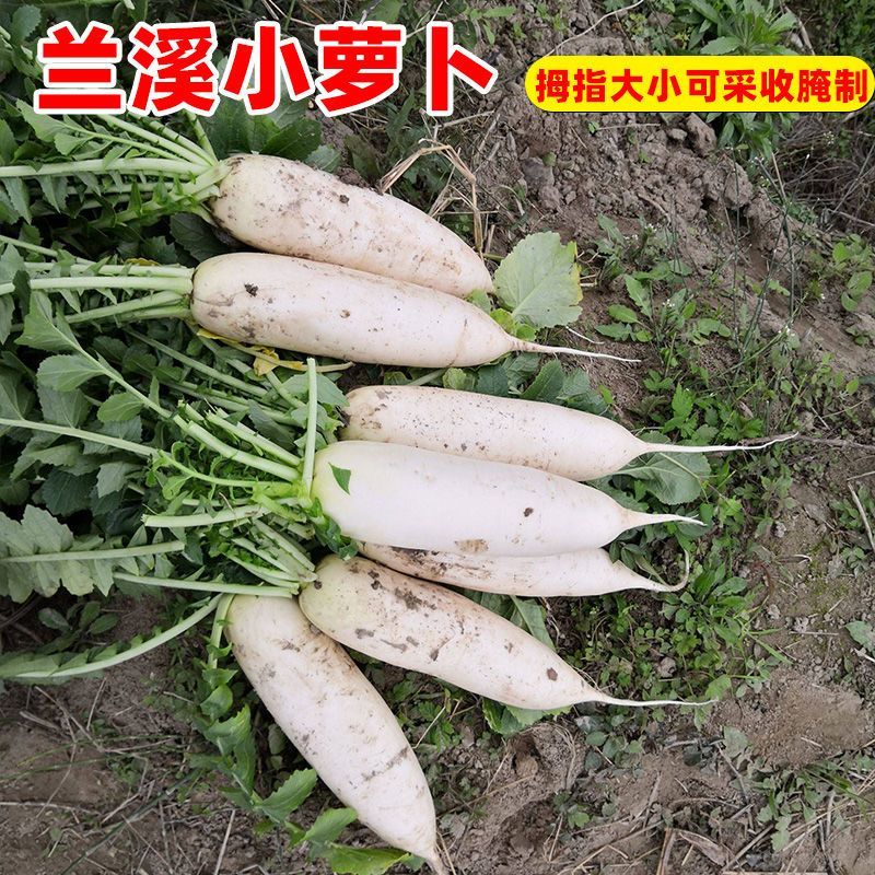 兰溪小萝卜种子腌制泡菜专用特产白萝卜籽种拇指萝卜种孑