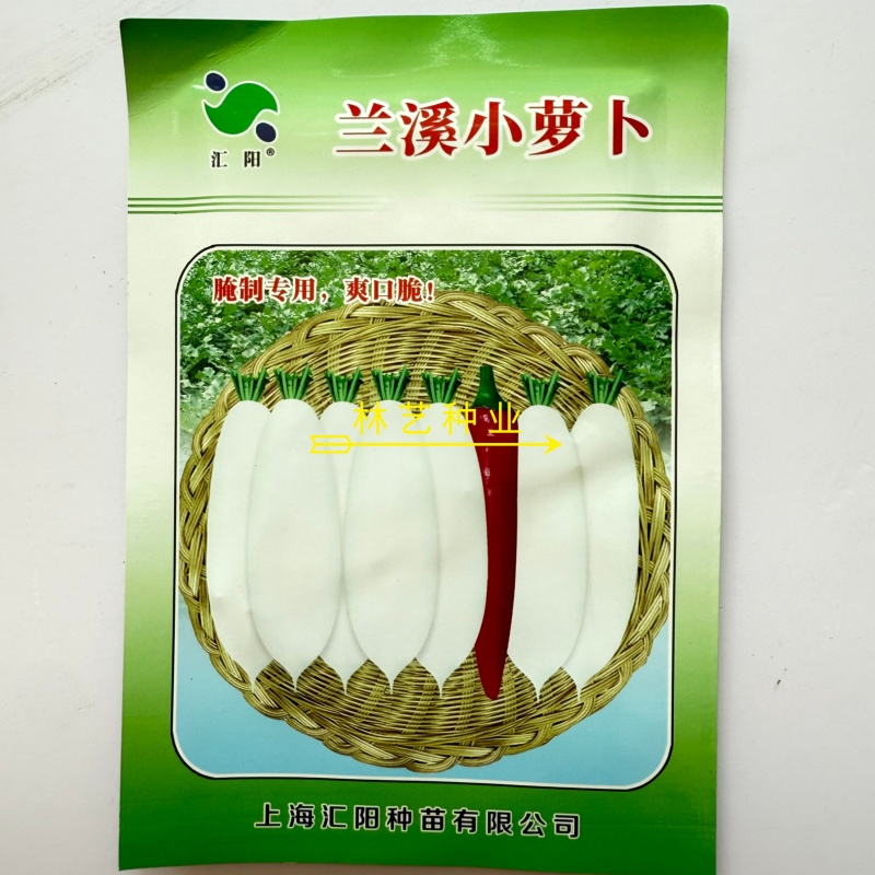 兰溪小萝卜种子腌制泡菜专用特产白萝卜籽种拇指萝卜种孑