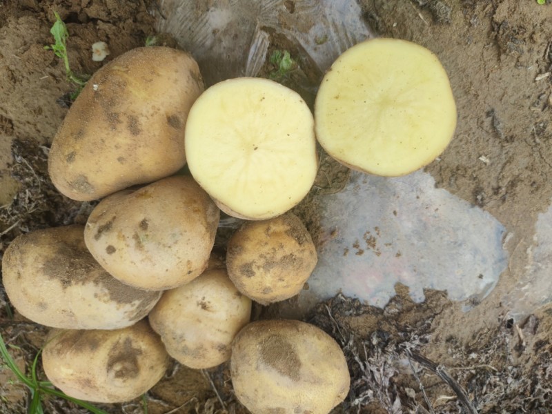 甘肃土豆（希森、沃土、大西洋）