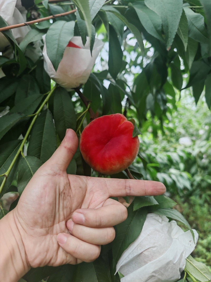 蟠桃，水蜜桃，自家果园***********