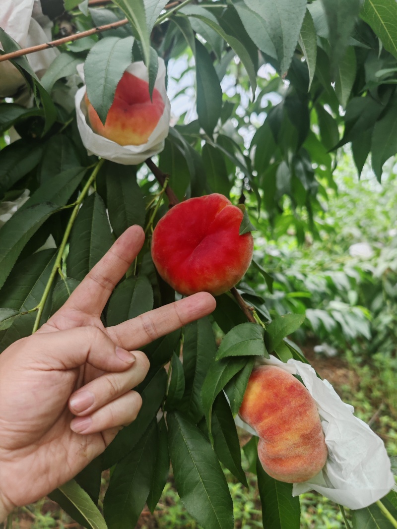 蟠桃，水蜜桃，自家果园***********