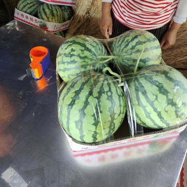 美都有籽西瓜