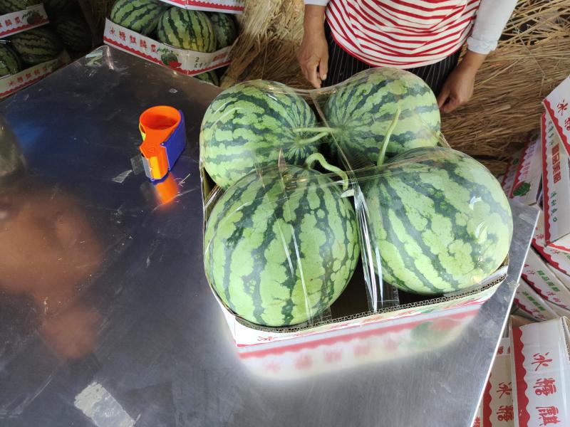 美都有籽西瓜