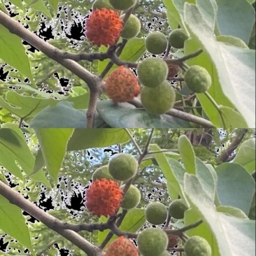 出售构树果子风干鲜果量大