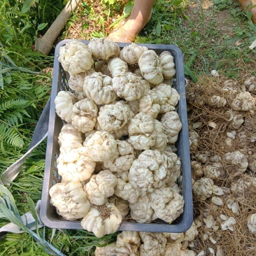 新鲜龙芽百合、营养丰富、质优价廉