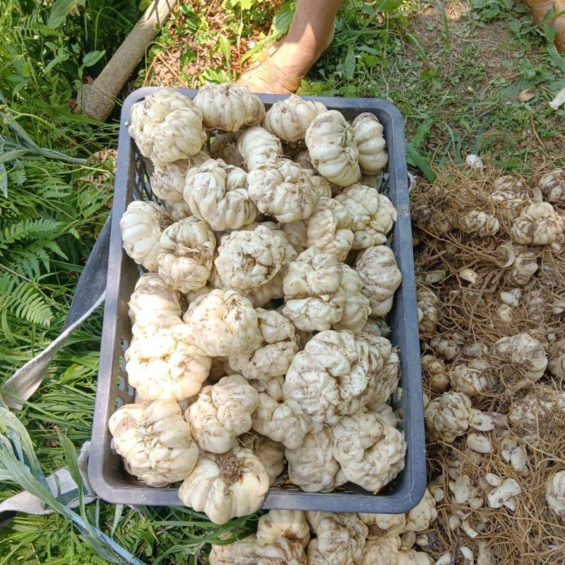 新鲜龙芽百合、营养丰富、质优价廉