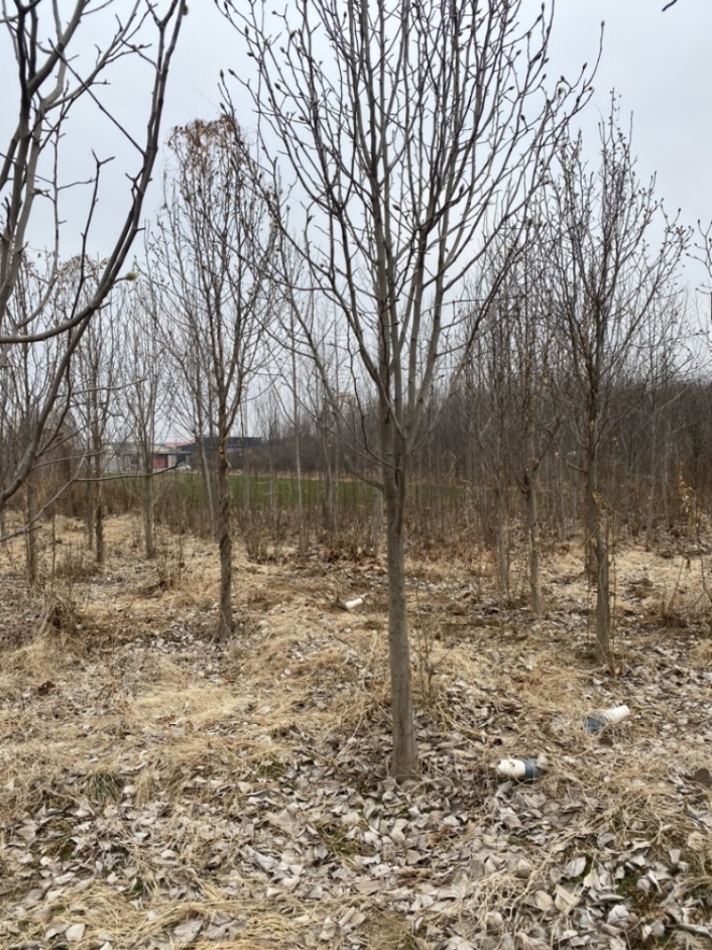 8公分彩叶豆梨清地处理，10公分彩叶豆梨，大量现货处理