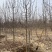 8公分彩叶豆梨清地处理，10公分彩叶豆梨，大量现货处理