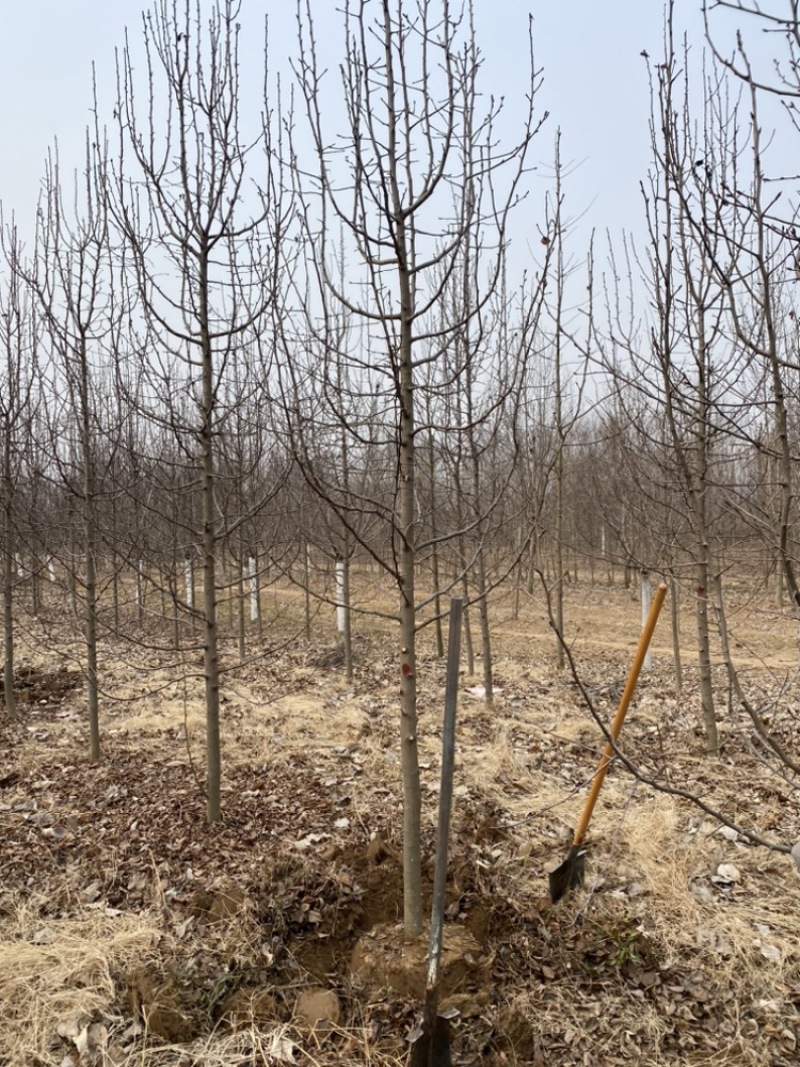 8公分彩叶豆梨清地处理，10公分彩叶豆梨，大量现货处理