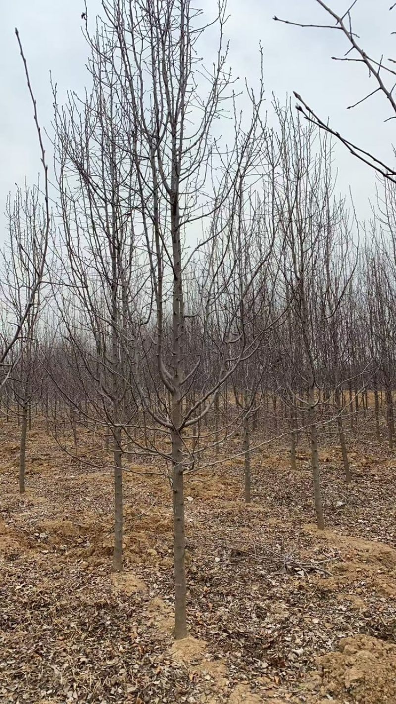 8公分彩叶豆梨清地处理，10公分彩叶豆梨，大量现货处理