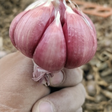 各种，大蒜