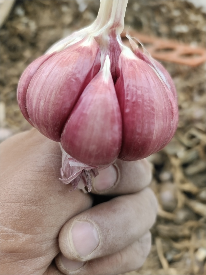各种，大蒜