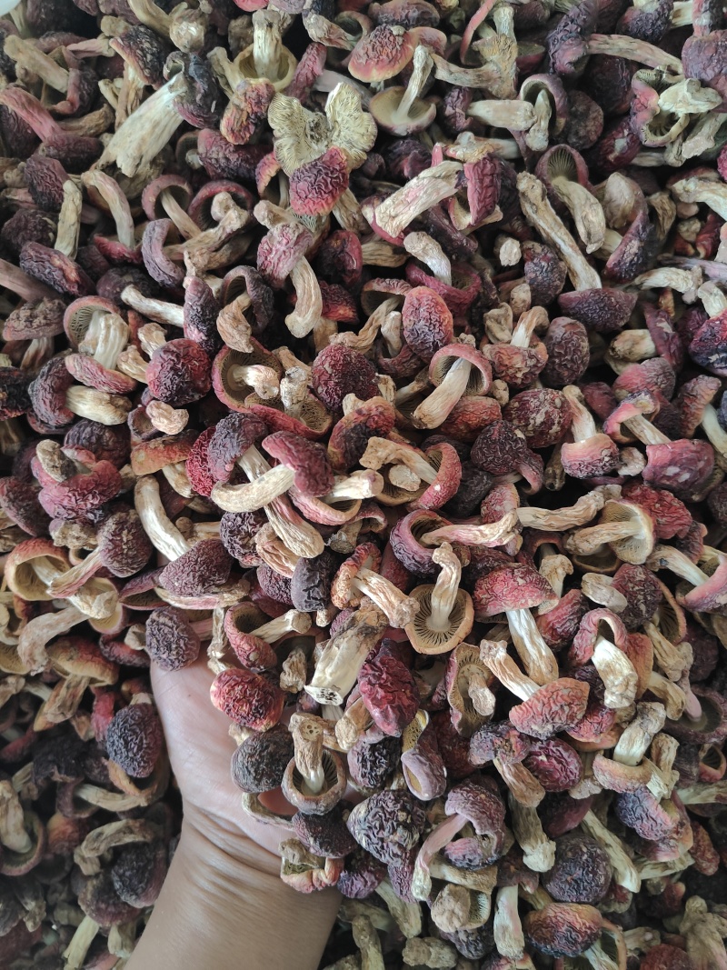 云南大红菌菇丁