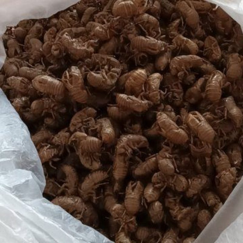 原产地蝉蜕现货秒发品质保证欢迎电话咨询