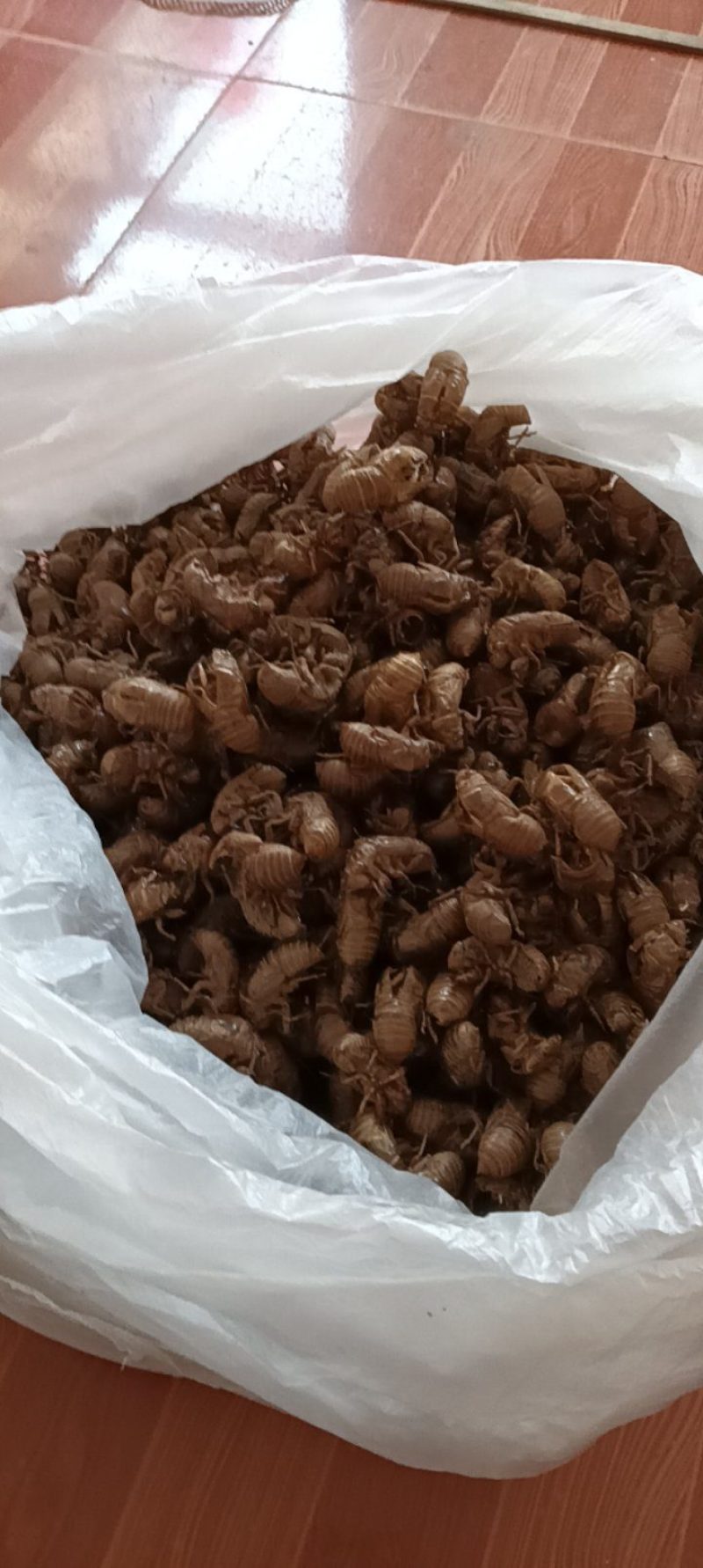 原产地蝉蜕现货秒发品质保证欢迎电话咨询