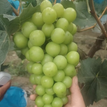 湖北性价比阳光