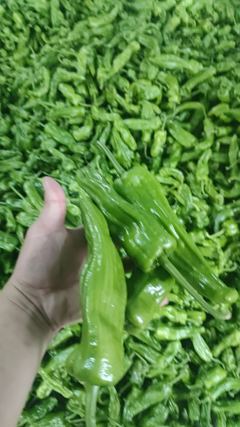 薄皮青椒