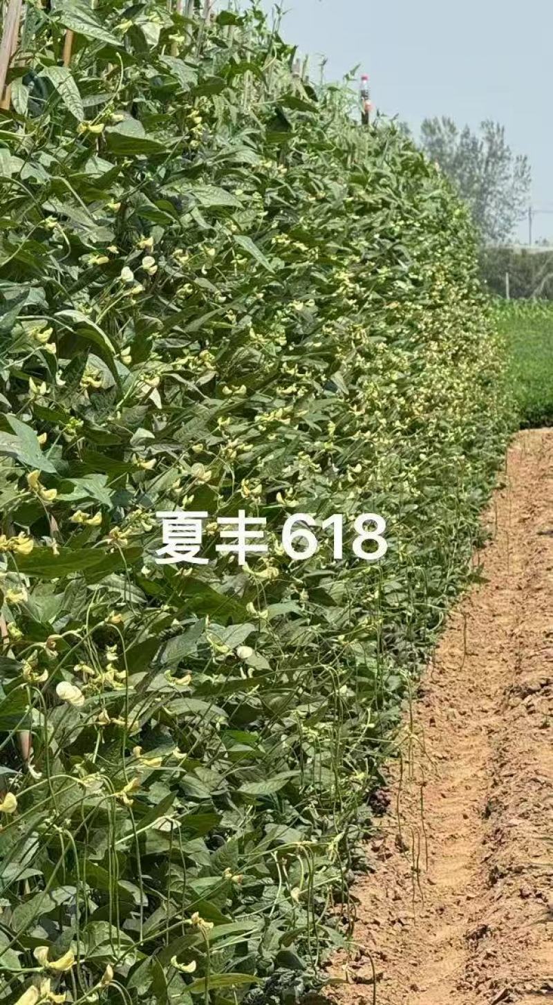 夏丰618耐热豇豆种子抗热豆角种籽白籽白花翠绿条长豆角种
