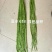 夏丰618耐热豇豆种子抗热豆角种籽白籽白花翠绿条长豆角种