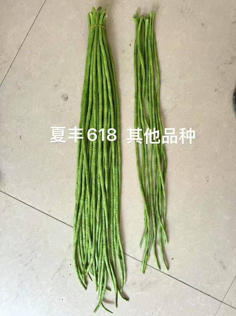 夏丰618耐热豇豆种子抗热豆角种籽白籽白花翠绿条长豆角种