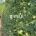 夏丰618耐热豇豆种子抗热豆角种籽白籽白花翠绿条长豆角种
