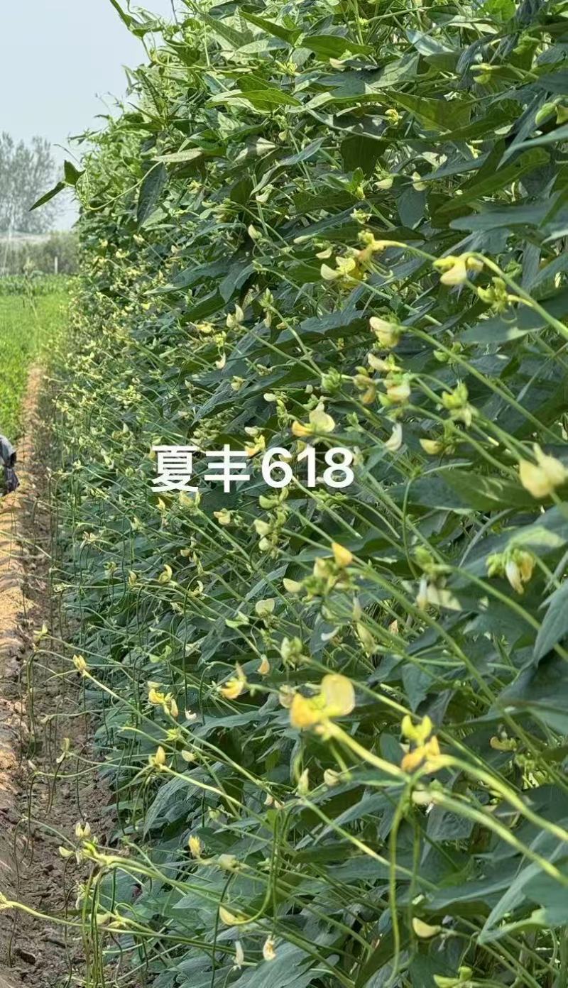 夏丰618耐热豇豆种子抗热豆角种籽白籽白花翠绿条长豆角种