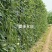 夏丰618耐热豇豆种子抗热豆角种籽白籽白花翠绿条长豆角种