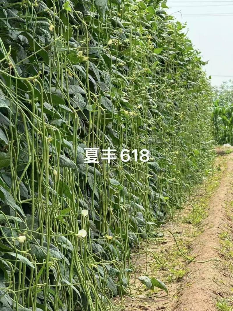 夏丰618耐热豇豆种子抗热豆角种籽白籽白花翠绿条长豆角种