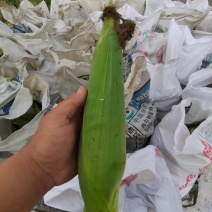 粘玉米产地大量现货