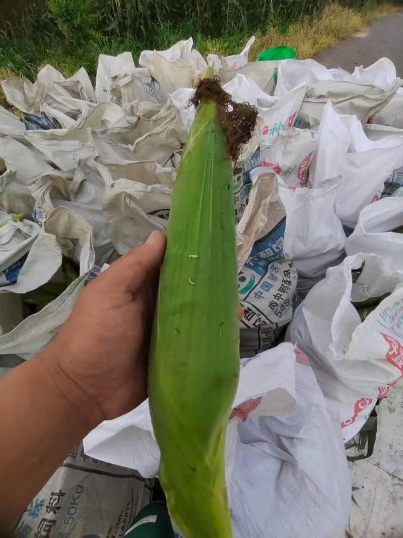 粘玉米产地大量现货