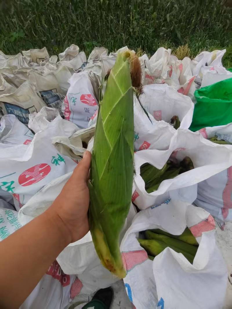 粘玉米产地大量现货