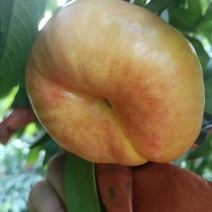 黄油盘桃，想要的直接打电话