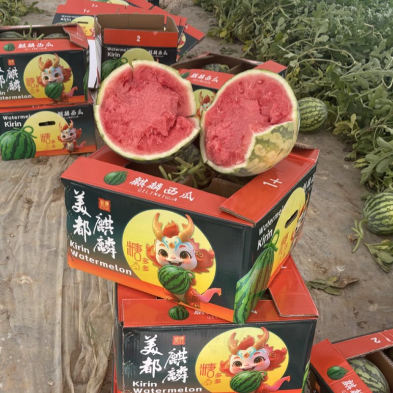 甘肃产区精品无籽美都一手货源大量供应全国走货