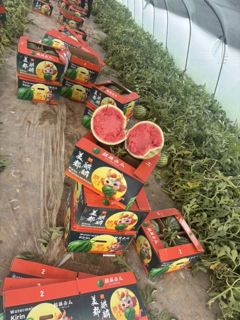 甘肃产区精品无籽美都一手货源大量供应全国走货