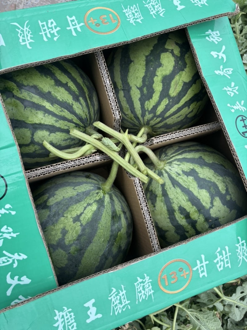 甘肃产区精品无籽美都一手货源大量供应全国走货