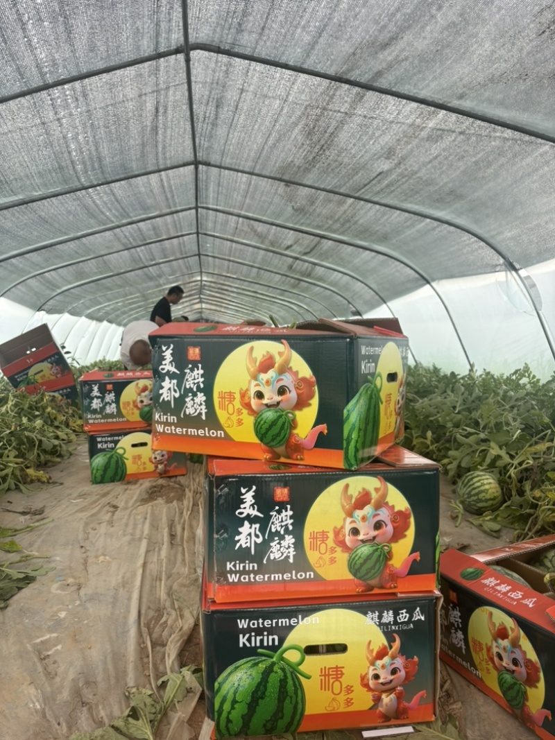甘肃产区精品无籽美都一手货源大量供应全国走货