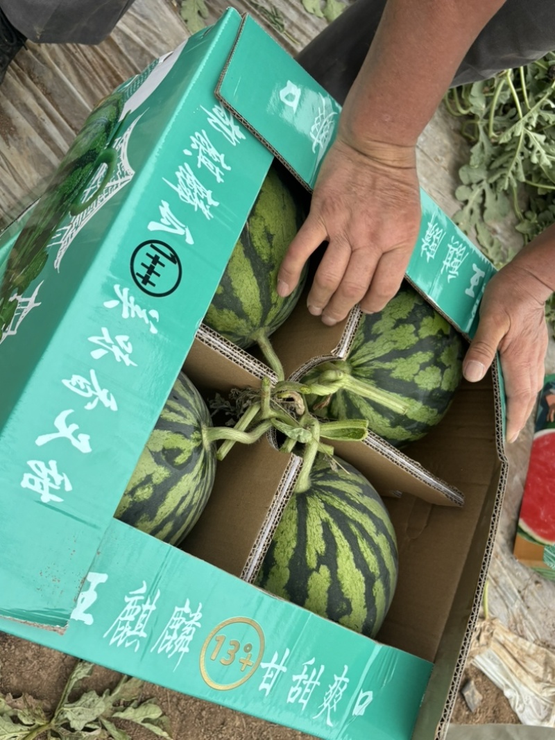 甘肃产区精品无籽美都一手货源大量供应全国走货