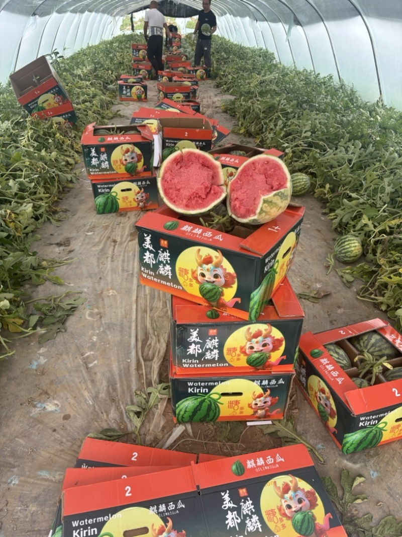 甘肃产区精品无籽美都一手货源大量供应全国走货