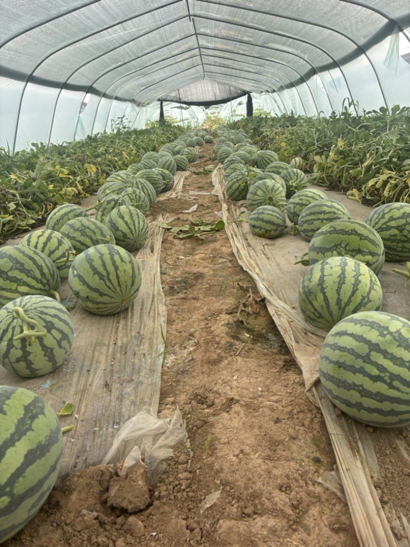 甘肃产区精品无籽美都一手货源大量供应全国走货