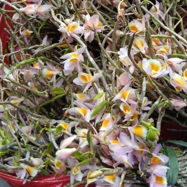 小黄草