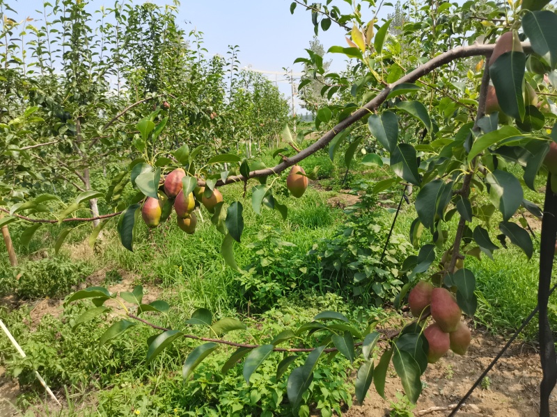 自家果园，红贵妃梨，口感酥脆，糖度高，欢迎老板下单。
