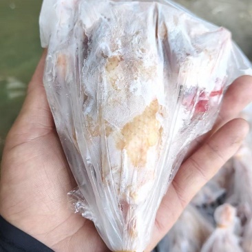 出售二级鸽子