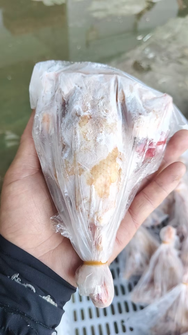 出售二级鸽子