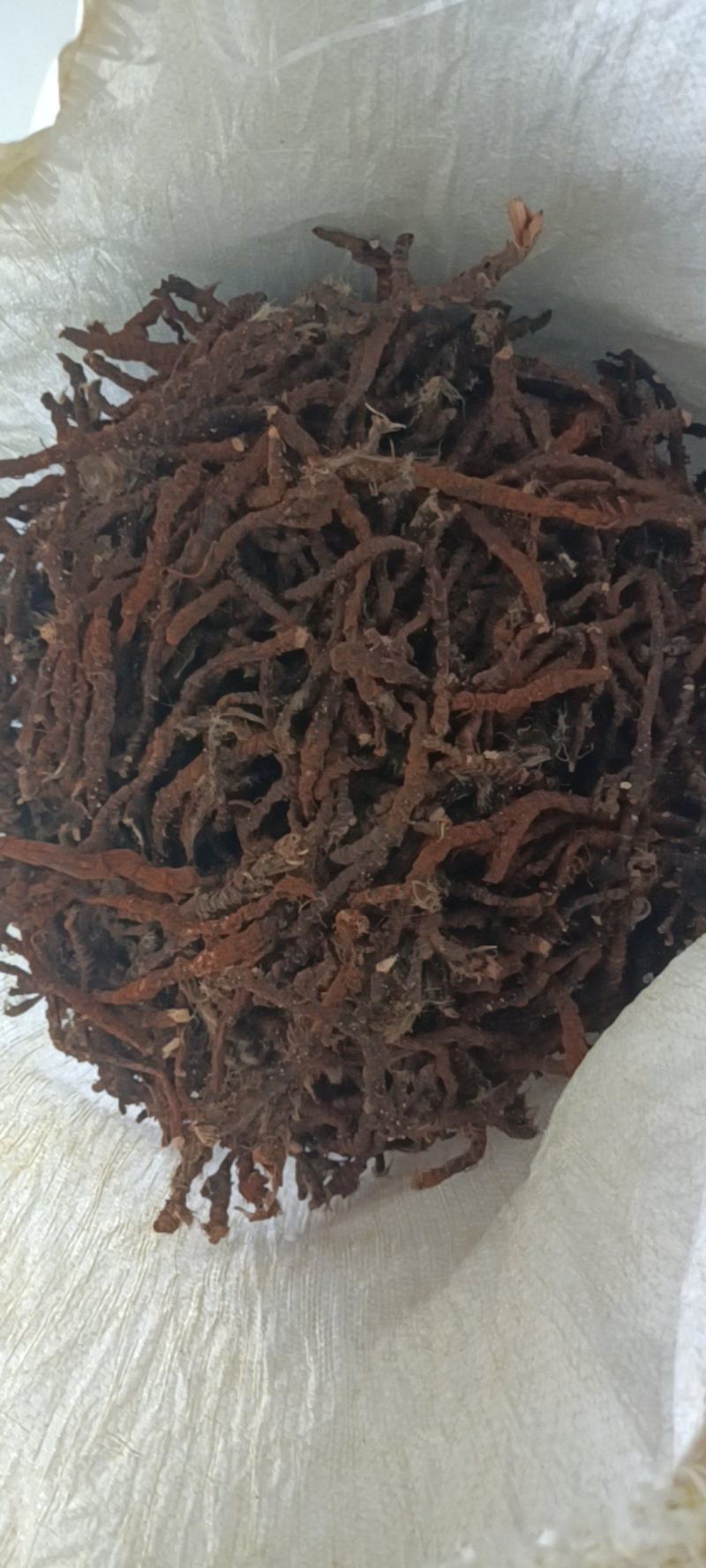 自产自销石菖蒲长期供货欢迎电话咨询